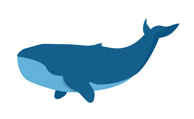 Blue whale isolated on white background. Sea life. Vector cartoon illustration.