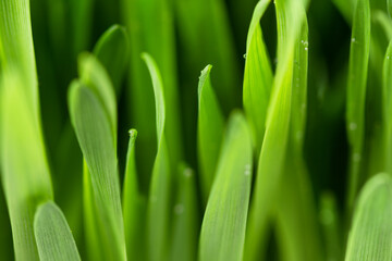 Green grass with dew drops closeup. Spring nature background.