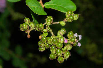Obraz premium flores violeta