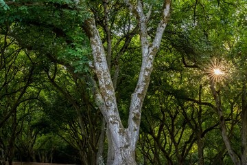 An overlooking view of nature in Portland, Oregon