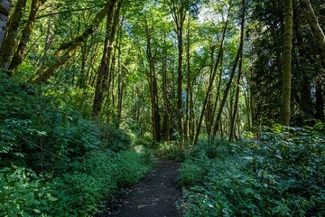 Fototapeta premium A gorgeous view of the landscape in Ike Kinswa SP, Washington