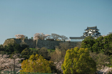 Fototapeta na wymiar 滋賀県彦根市の国宝彦根城と春の風景です