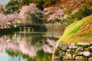 滋賀県彦根市の彦根城周辺のお堀沿いに咲く満開の桜
