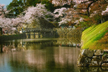 滋賀県彦根市の彦根城周辺のお堀沿いに咲く満開の桜