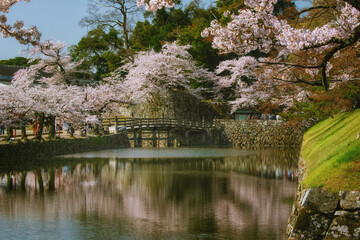 滋賀県彦根市の彦根城周辺のお堀沿いに咲く満開の桜