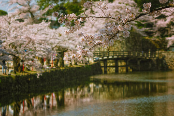 Fototapeta na wymiar 滋賀県彦根市の彦根城周辺のお堀沿いに咲く満開の桜