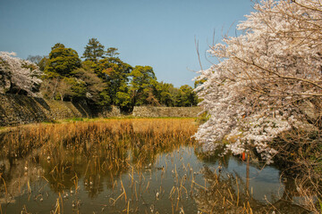 滋賀県彦根市の彦根城周辺のお堀沿いに咲く満開の桜