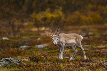 Reindeers in Autumn in Lapland, Northern Finland. Europe