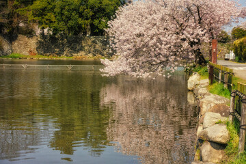 滋賀県彦根市の彦根城周辺のお堀沿いに咲く桜