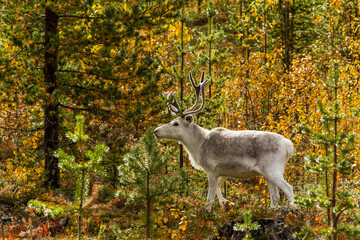 Reindeers in Autumn in Lapland, Northern Finland. Europe