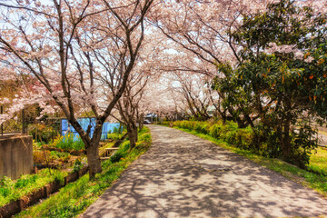 満開の桜並木と春景色