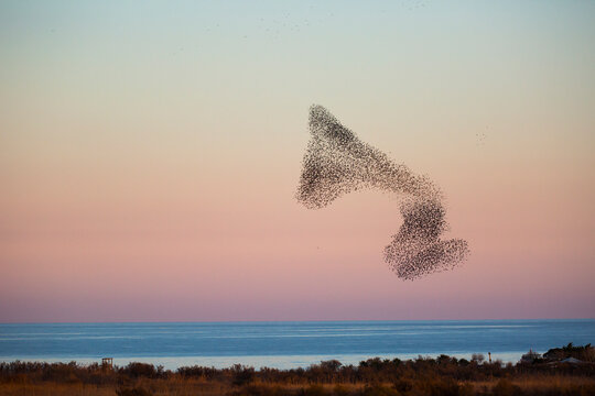 Starlings murmuration in Aiguamolls De L Emporda Nature Park, Spain