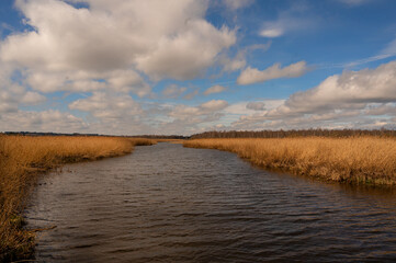 Fluß im Schilfgürtel