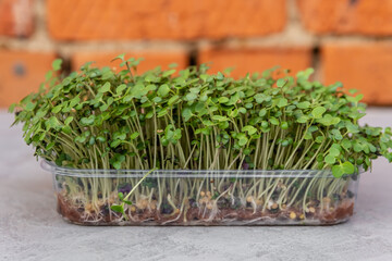 Sprouted curly leaf kale. Assortment of green kale baby sprouts. Mockup for healthy eating. Organic micro greens. Growing green shoots of leaf cabbage, seedlings and young plants.
