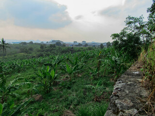 Fototapeta na wymiar Banana garden from the top of the hill