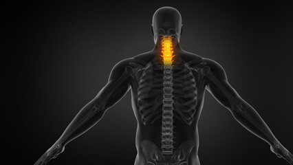 Anatomy of Human Spine. Neck pain.