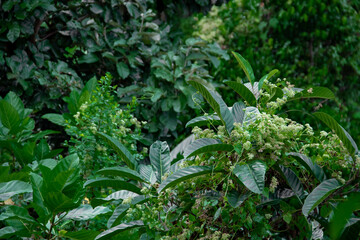 flowers in the garden