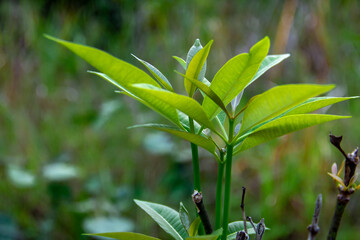 close up of green leaves