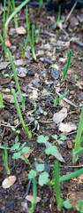Fresh green onions in the garden