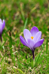 Purple blooming crocuses in a clearing closeup. Beautiful flowers in a flowerbed in the park