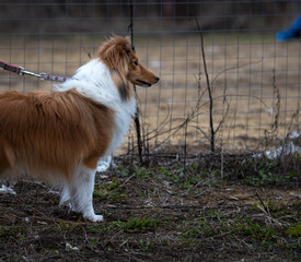 sheltie at the agility site. sports for dogs