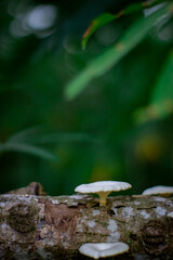 mushroom in the forest