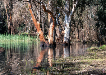 Eucalyptus trees in the water in the lake in a picturesque place. Reflection in the water of trees.