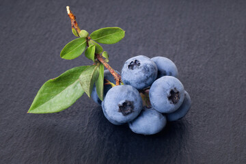 Blueberry twig on a black textured background