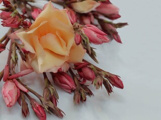 a beautiful bouquet of pink and cream oleander flowers with many closed buds  against a light...