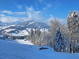 Picturesque canopies of alpine trees in a typical winter atmosphere after the spring snowfall over the Obertoggenburg alpine valley and in the Swiss Alps - Nesslau, Switzerland (Schweiz)