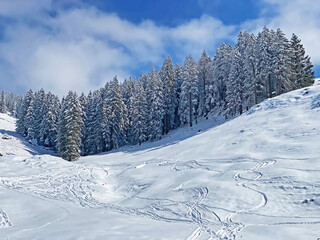 Picturesque canopies of alpine trees in a typical winter atmosphere after the spring snowfall over the Obertoggenburg alpine valley and in the Swiss Alps - Nesslau, Switzerland (Schweiz)