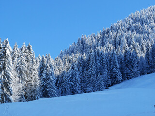 Picturesque canopies of alpine trees in a typical winter atmosphere after the spring snowfall over the Obertoggenburg alpine valley and in the Swiss Alps - Nesslau, Switzerland (Schweiz)