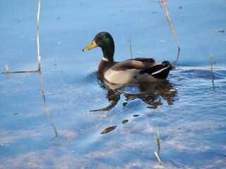 Canard en famille au lac 