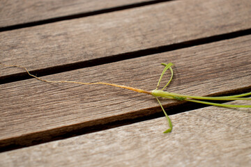 Close up of carrot root, starting to turn orange to form the edible root. Developing carrot seedling. Root and primary leaves of Daucus carota on a wooden table.