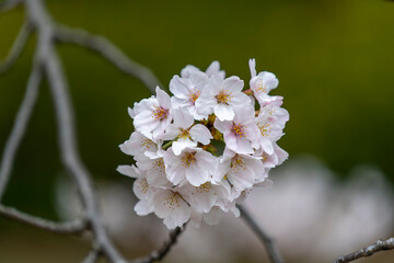 Wonderful spring season, nature background Photography cherry blossom park in Japan Shijaku Gyouen. Japanese Sakura Season 
