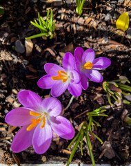 Group of Crocus sieberi Tricolor. Three bulbous flowers with fuchsia-colored petals and a white center from which three orange-yellow stamens emerge.