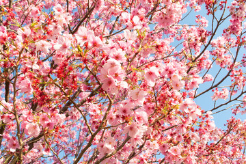 埼玉県　黒目川沿いの桜