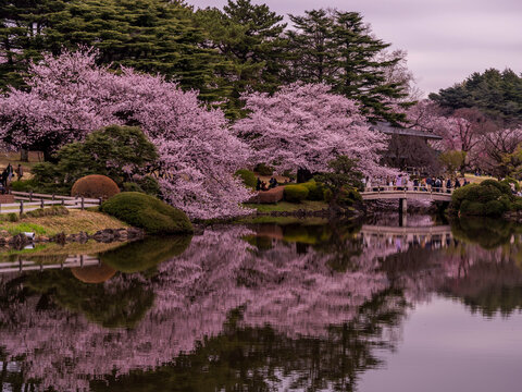 Wonderful spring season, nature background Photography cherry blossom park in Japan Shijaku gyouen. Japanese Sakura Season 