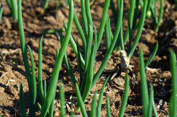 Green onions in the garden
