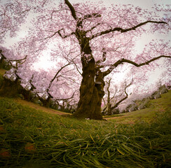 Wonderful spring season nature background Photography cherry blossom and new grass pink, green...
