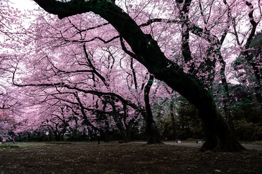 Wonderful spring season nature background Photography cherry blossom and new grass pink, green colour park in Japan Shijaku Gyouen. Japanese Sakura Season 
