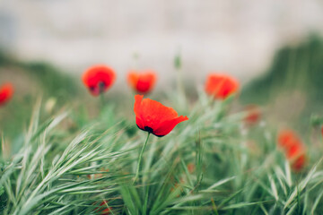 Nature background. Wild red poppies field. Selective focus.