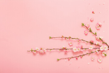 branches of blossoming almonds on pink background