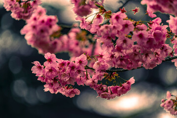 Wonderful spring season, nature background Photography cherry blossom park in Japan Shijaku Gyouen. Japanese Sakura Season  © Dinusha