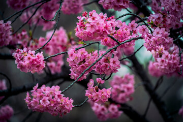 Wonderful spring season, nature background Photography cherry blossom park in Japan Shijaku Gyouen. Japanese Sakura Season 