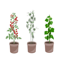 Homegrown Vegetables Set. Cucumber, Tomato, and Green pea plant in a containers. Organic vegetables in flower pots. Vector collection isolated on white. 