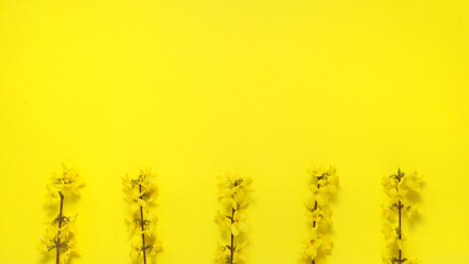 Branches of Forsythia blossom on yellow background. Copy space, nobody.
