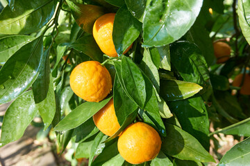 Fresh and organic tangerines with green leaves