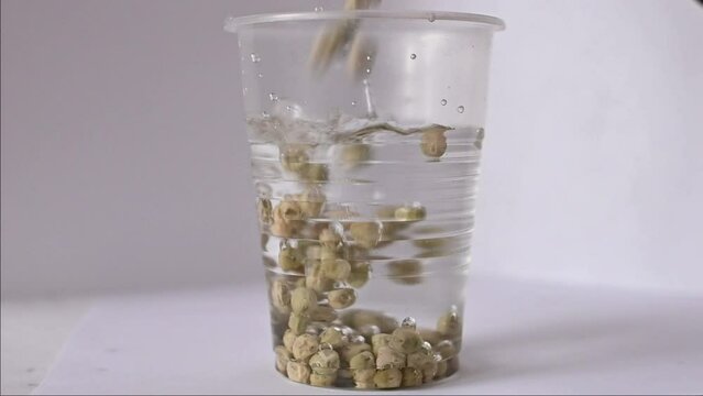 soaking pea microgreen seeds in a transparent bowl, slow motion