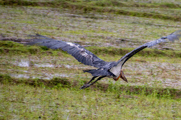 seagull in flight